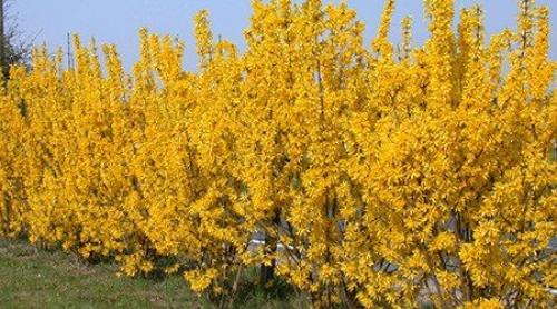 Хвойные и лиственные растения для живой изгороди. Однорядная живая изгородь 03