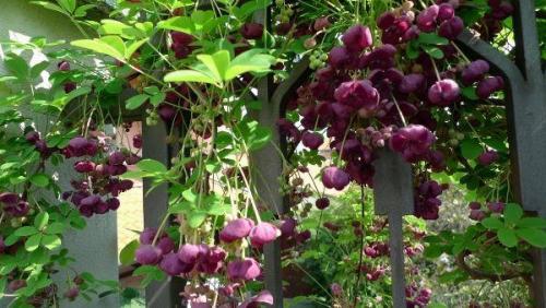 Быстрорастущая живая изгородь. Изгородь из однолетних растений с опорой