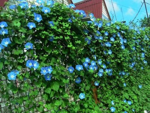 Быстрорастущая живая изгородь. Изгородь из однолетних растений с опорой