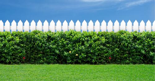 Изгородь из плодовых кустарников. Неприхотливые плодовые кустарники для живой изгороди 03