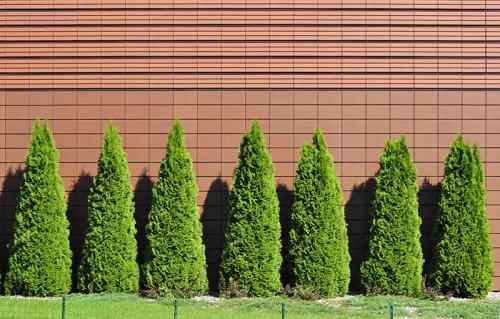 Изгородь из плодовых кустарников. Неприхотливые плодовые кустарники для живой изгороди 06