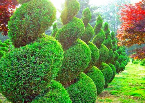 Изгородь из плодовых кустарников. Неприхотливые плодовые кустарники для живой изгороди 04