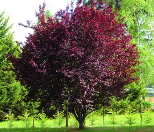 10 быстро растущих кустарников для создания живой изгороди. Быстрорастущий кустарник для живой изгороди