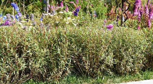 10 быстро растущих кустарников для создания живой изгороди. Быстрорастущий кустарник для живой изгороди 06 10 быстро растущих кустарников для создания живой изгороди. Быстрорастущий кустарник для живой изгороди 06