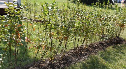 10 быстро растущих кустарников для создания живой изгороди. Быстрорастущий кустарник для живой изгороди 09 10 быстро растущих кустарников для создания живой изгороди. Быстрорастущий кустарник для живой изгороди 09