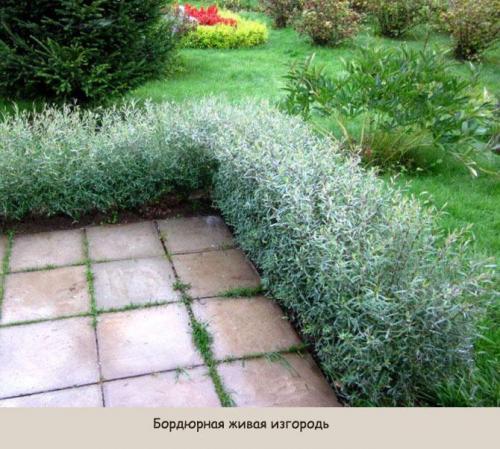 Живая изгородь: виды. Виды живой изгороди