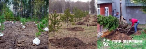 8 красивых выносливых хвойных. Добавление статьи в новую подборку 01