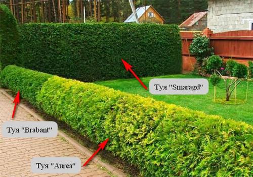 Живая изгородь из туи: выбор сорта, правила посадки