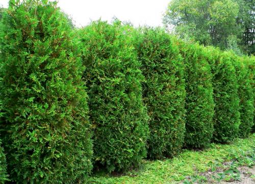 Живая изгородь из туи: выбор сорта, правила посадки