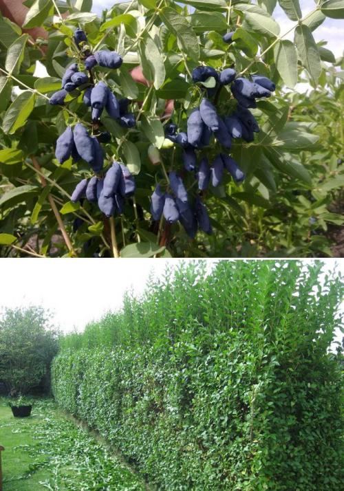 Съедобная живая изгородь. Как сделать у себя на даче не только красивую, но и вкусную живую изгородь: выбираем ягодники