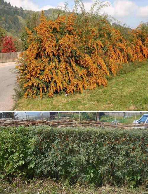 Съедобная живая изгородь. Как сделать у себя на даче не только красивую, но и вкусную живую изгородь: выбираем ягодники