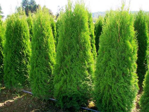 Живая изгородь из туи: выбор сорта, правила посадки