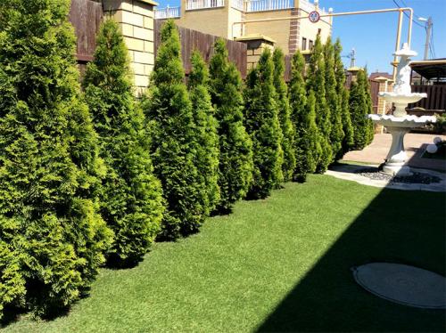 Живая изгородь из туи: выбор сорта, правила посадки