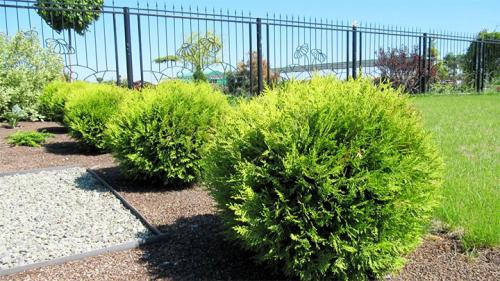 Живая изгородь из туи: выбор сорта, правила посадки