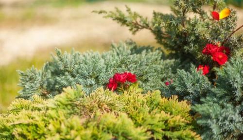 Сообщение на тему тенелюбивые растения. Какое освещение любят цветы