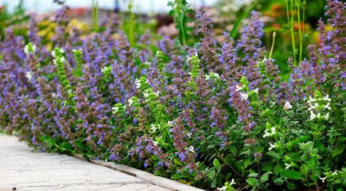 Низкорослые растения для живой изгороди и бордюра. Назначение цветов для бордюров 23 Низкорослые растения для живой изгороди и бордюра. Назначение цветов для бордюров 23