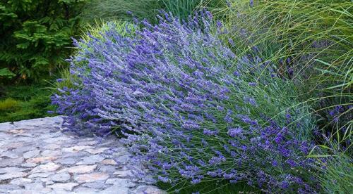 Низкорослые растения для живой изгороди и бордюра. Назначение цветов для бордюров 24 Низкорослые растения для живой изгороди и бордюра. Назначение цветов для бордюров 24