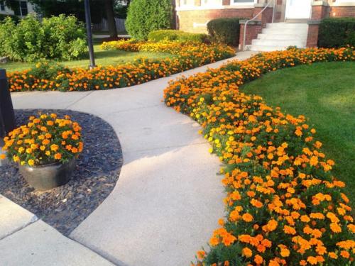 Низкорослые растения для живой изгороди и бордюра. Назначение цветов для бордюров