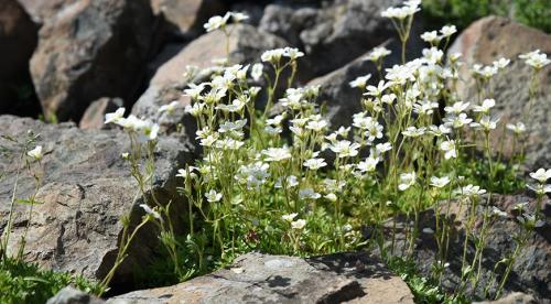 Низкорослые растения для живой изгороди и бордюра. Назначение цветов для бордюров 22 Низкорослые растения для живой изгороди и бордюра. Назначение цветов для бордюров 22