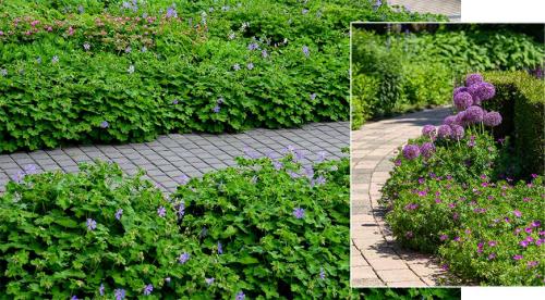 Низкорослые растения для живой изгороди и бордюра. Назначение цветов для бордюров 20 Низкорослые растения для живой изгороди и бордюра. Назначение цветов для бордюров 20