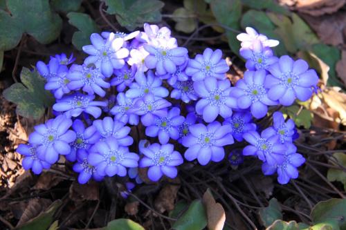 Низкорослые бордюрные многолетники. Весенние бордюрные низкорослые многолетники