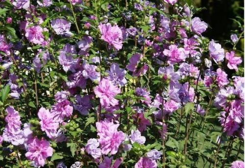 Вечнозеленые растения для бордюра. Красивоцветущие живые изгороди: бордюры