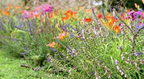 Низкорослые растения для живой изгороди и бордюра. Назначение цветов для бордюров 21 Низкорослые растения для живой изгороди и бордюра. Назначение цветов для бордюров 21
