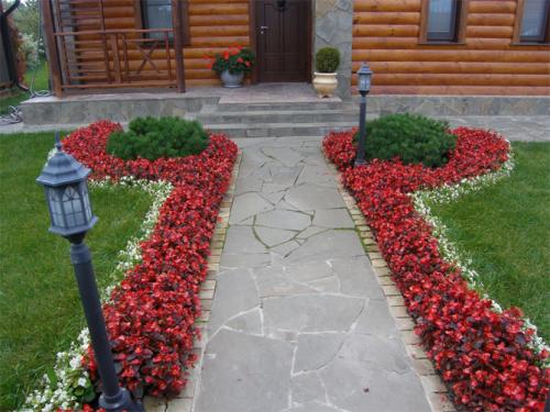 Низкорослые растения для живой изгороди и бордюра. Назначение цветов для бордюров