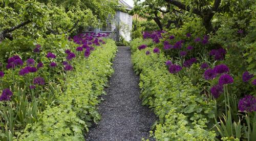 Низкорослые растения для живой изгороди и бордюра. Назначение цветов для бордюров 25 Низкорослые растения для живой изгороди и бордюра. Назначение цветов для бордюров 25