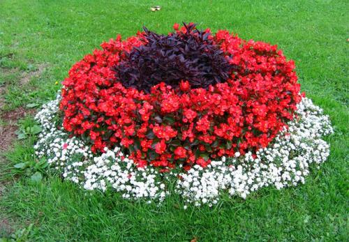 Низкорослые растения для живой изгороди и бордюра. Назначение цветов для бордюров