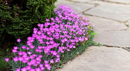 Низкорослые растения для живой изгороди и бордюра. Назначение цветов для бордюров 18 Низкорослые растения для живой изгороди и бордюра. Назначение цветов для бордюров 18