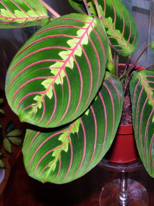 Признаки избытка и недостатка света для растений. Западные окна 11 Признаки избытка и недостатка света для растений. Западные окна 11