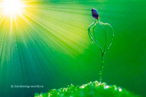 Признаки избытка и недостатка света для растений. Западные окна 12 Признаки избытка и недостатка света для растений. Западные окна 12