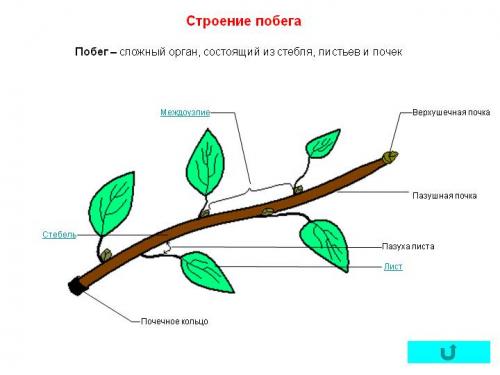 Чем отличаются Светолюбивые растения от тенелюбивых. Признаки избытка и недостатка света для растений.