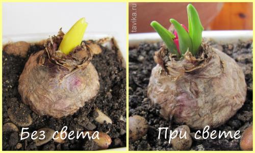 Признаки избытка и недостатка света для растений. Западные окна 17 Признаки избытка и недостатка света для растений. Западные окна 17