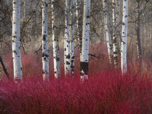 Декоративные кустарники и деревья. Декоративные деревья для сада – названия, описания, фото