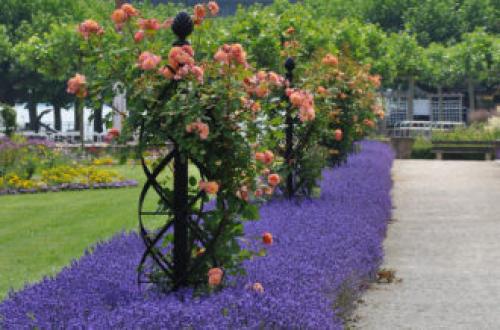 Опоры под розы своими руками. Опоры для плетистой розы своими руками: 20 примеров с фото