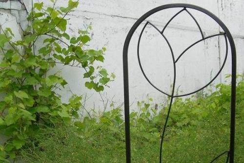 Самая простая опора для плетистой розы. Разновидности