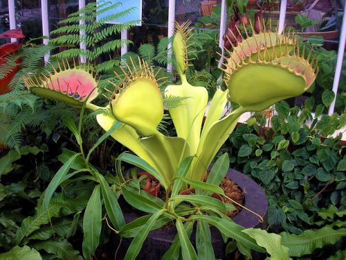 Чем отличаются светолюбивые растения от тенелюбивых. Признаки избытка и недостатка света для растений.