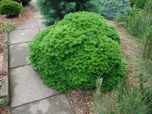 34 ТОП хвойных деревьев и кустарников в 2022 году. Хвойные деревья и кустарники для живой изгороди 03 34 ТОП хвойных деревьев и кустарников в 2022 году. Хвойные деревья и кустарники для живой изгороди 03