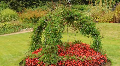 Начинаем устанавливать опоры для роз из подручных материалов. Как выбрать материал? 12 Начинаем устанавливать опоры для роз из подручных материалов. Как выбрать материал? 12