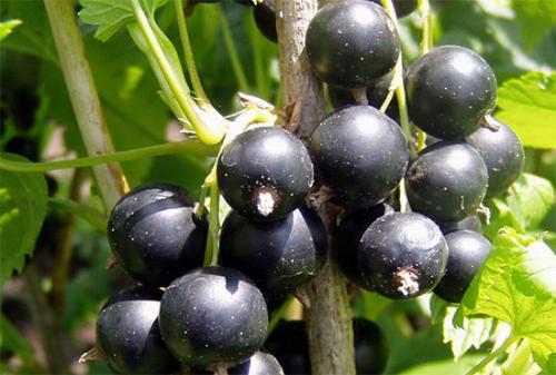 Типы растений по отношению к свету 04 Типы растений по отношению к свету 04