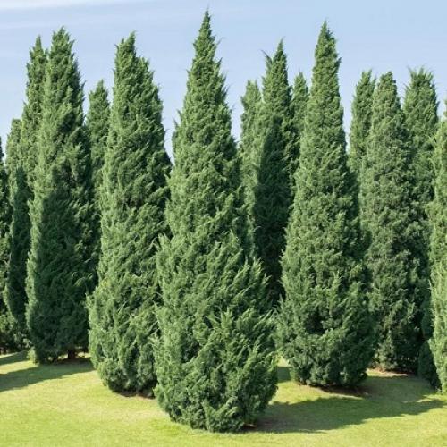 Деревья и кустарники для живой изгороди. Особенности 08 Деревья и кустарники для живой изгороди. Особенности 08