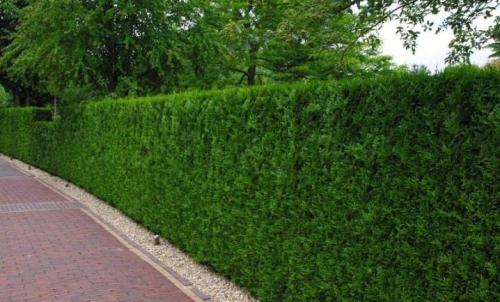 Деревья и кустарники для живой изгороди. Особенности 02 Деревья и кустарники для живой изгороди. Особенности 02