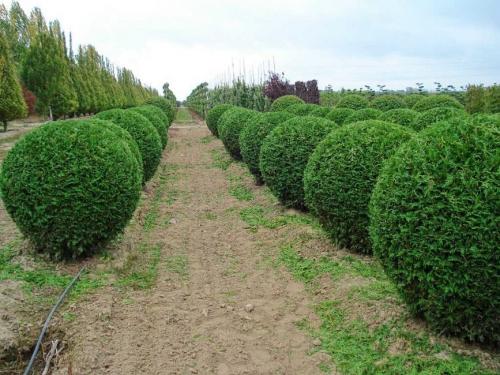 Живая изгородь быстрорастущая многолетняя. Быстрорастущая многолетняя живая изгородь: выбор растений, правила посадки, выращивания и ухода (Фото Видео)