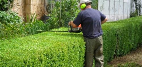 Деревья и кустарники для живой изгороди. Особенности 03 Деревья и кустарники для живой изгороди. Особенности 03
