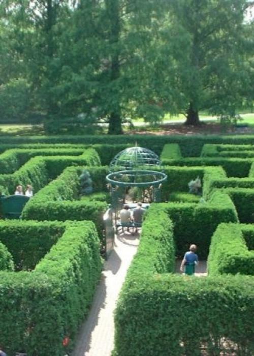 Деревья и кустарники для живой изгороди. Особенности 01 Деревья и кустарники для живой изгороди. Особенности 01