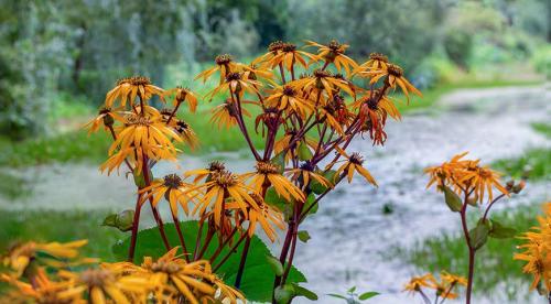 Что посадить в тенистом месте в верхнем, среднем и нижнем ярусе 02 Что посадить в тенистом месте в верхнем, среднем и нижнем ярусе 02