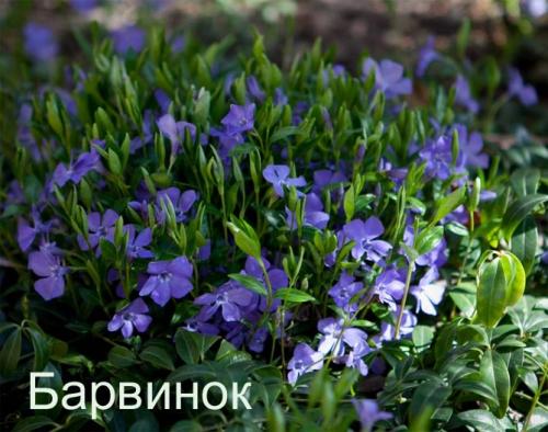 Что посадить в тени дома. Неприхотливые, тенелюбивые, многолетние растения для сада – названия и фото