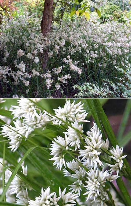 Что посадить в тени дома. Неприхотливые, тенелюбивые, многолетние растения для сада – названия и фото